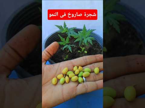 شجرة ب 100 فائدة