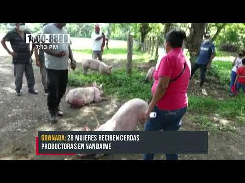 MEFCCA entrega bonos de cerdos a protagonistas de Granada - Nicaragua