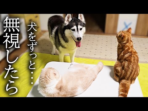 猫達がかまってモードのハスキー犬を無視し続けた結果こうなった