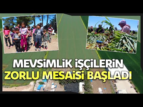 Mevsimlik İşçilerin Zorlu Mesaisi Başladı