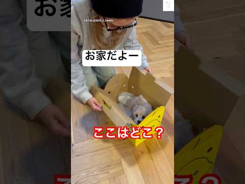 キョロキョロと好奇心旺盛な子犬のかわいらしい様子をご紹介 サムネイル