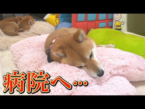 犬の動画サムネイル - 原因不明の症状・・・今後も目が離せません・・・
