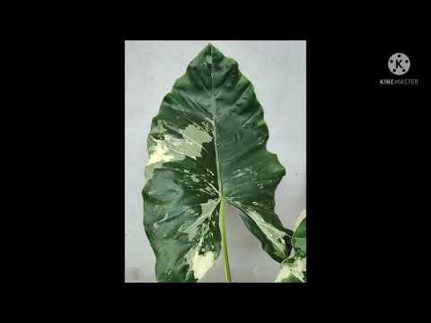 บอนกระดาษด่าง--จ.ปราจีนบุรี บอนกระดาษด่าง--จ.ปราจีนบุรี