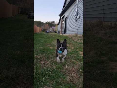 ball everyday 🐶 #frenchbulldog #frenchie #dogs #puppy #happy