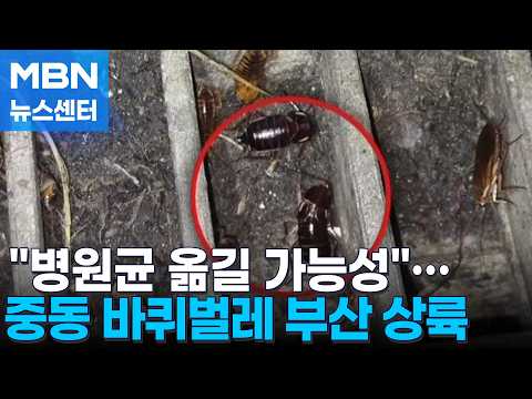 부산 점령한 중동 <strong>바퀴벌레</strong>…당장은 쫓아내지도 못 한다 [MBN 뉴스센터]