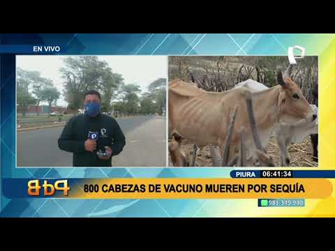 Piura: 800 cabezas de vacuno mueren por sequía
