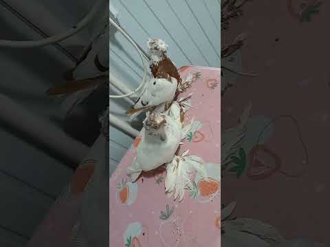 TAYYOR PARA SOTILADI 100$KAMI BOR MANZIL SHAXRISABZDA