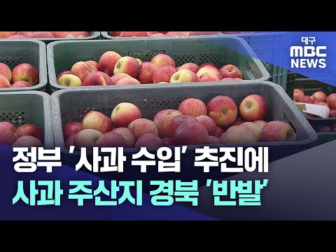 정부 '사과수입' 추진에 사과 주산지 경북 '반발' | 대구MBC뉴스