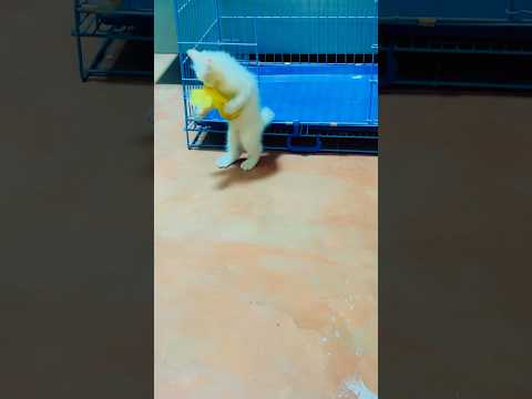 Cat trending videos 🥰#cat #funnycat #shortsfeed #youtubeshorts #trending #catlovers #billi #shorts