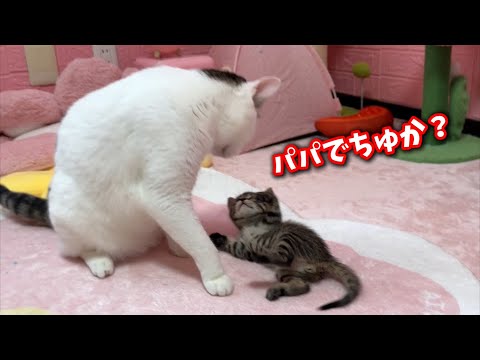 母猫を失った子猫に突然現れたパパ猫の温かい絆 サムネイル