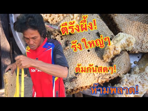 ตีรังผึ้ง!-รังใหญ่มาก…มาต้มเเย ตีรังผึ้ง!-รังใหญ่มาก…มาต้มเเย