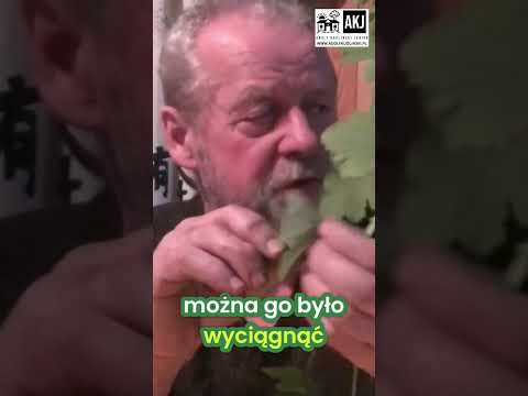 Sposób na ból ucha? Wykorzystaj polskie geranium! Ziołolecznictwo #shorts