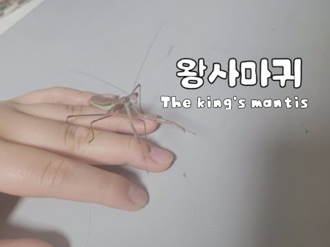 욍사마귀가 너무 귀여워요! The king's mantis is so cute!