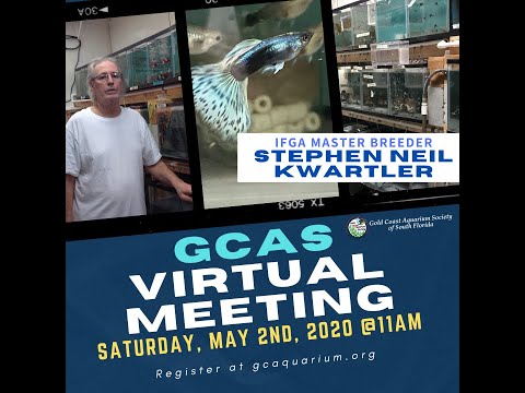 Gold Coast Aquarium Society  Zoom Meeting  with St May 2, 2020 Our fist Virtual Zoom Meeting with Stephen Neil Kwartler IFGA Master Breeder . You can f