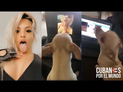 ‘Firulais’: el perro protagonista el featuring con la modela cubana Dayamí Padrón