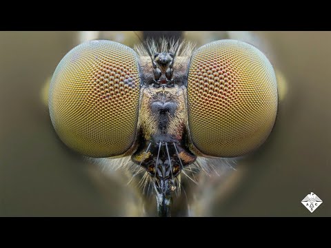 Why do Flies have Compound Eyes?