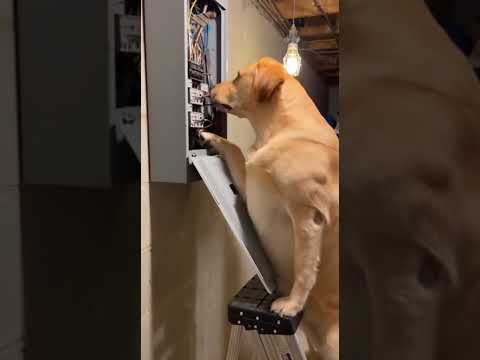 Electrician Dog Gets ZAPPED! (Exploding Hair Don't Care) 🐕⚡💥