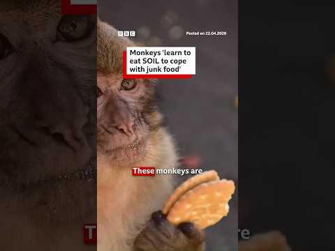 Maymunlar 'atıştırmalık yiyeceklerle başa çıkmak için toprağı yemeyi öğreniyor'. #Maymunlar #Cebelitarık #BBCHaberleri