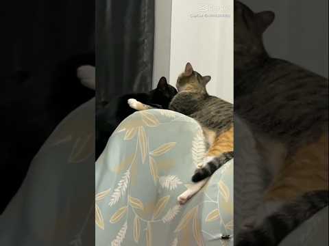 Cute 😂 #shorts by Ospen4iki#shorts #viral #cute #foryou #shortsvideo #love#youtubeshorts#tranding