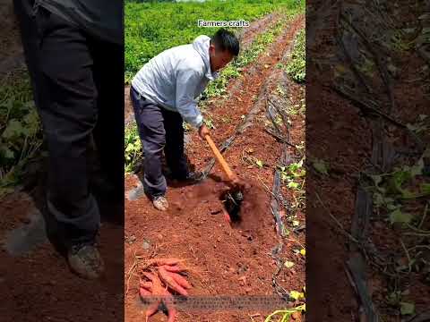 <strong>고구마</strong> 수확하는 방법