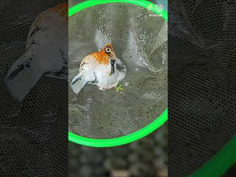 pregnant baloon molly sudden death reason #trending #aquarium #viralvideo #fish #balloonmolly