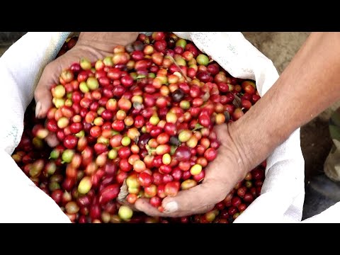 Sobresale el café catimor y el cultivo de piña criolla en Finca El Beso