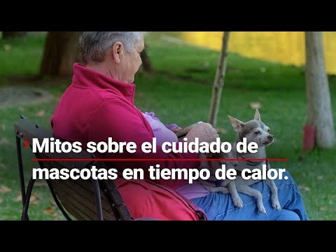 ¿Qué hacer si mi perro sufre de calor? Mitos sobre el cuidado de mascotas en tiempo de calor.