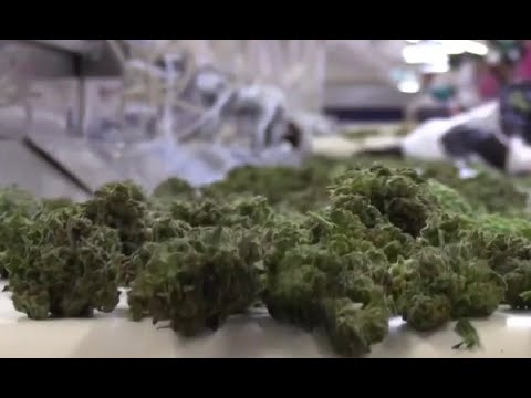 MAG entregó primera licencia para cultivo de cannabis medicinal