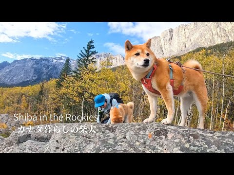 気の向くままに柴犬とカナダの森を探検したら発見がたくさんありました [4K]