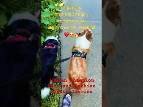 Border collies walking on the Kerala street road😍❤️🔥