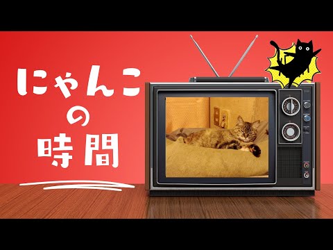 【猫動画】ニャンコの時間〜にゃんともパレード〜#猫動画#猫#409