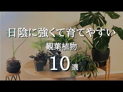 日陰に強い観葉植物10選｜初心者でも育てやすい耐陰性が高い植物