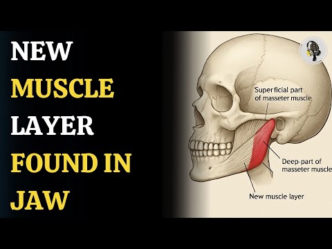 New Muscle Layer Found in Human Jaw | WION Podcast