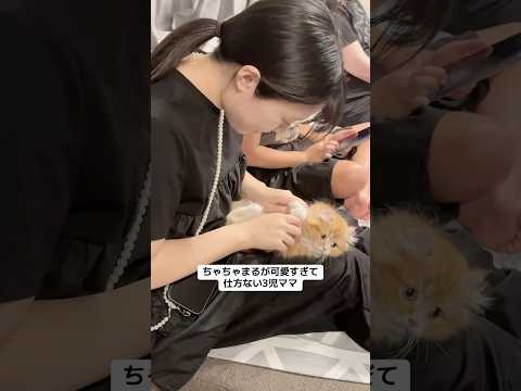 猫が可愛すぎて今これ #猫 #猫のいる生活 #猫のいる暮らし #主婦 #3児ママ #マンチカン #スコティッシュフォールド #たれまゆちゃんねる
