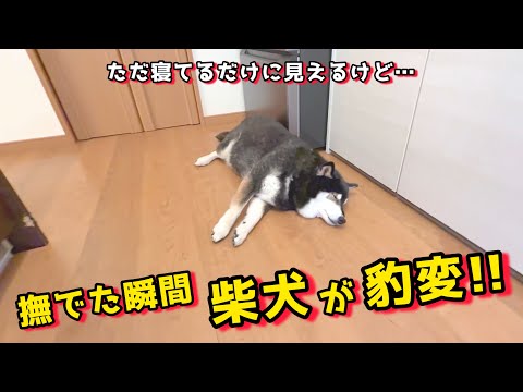 撫でた瞬間、柴犬が豹変！！...寝てるだけだと思ったのに💦 サムネイル