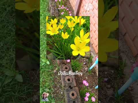 ปลูกบัวดินมีเมตตามหานิยมและคงก