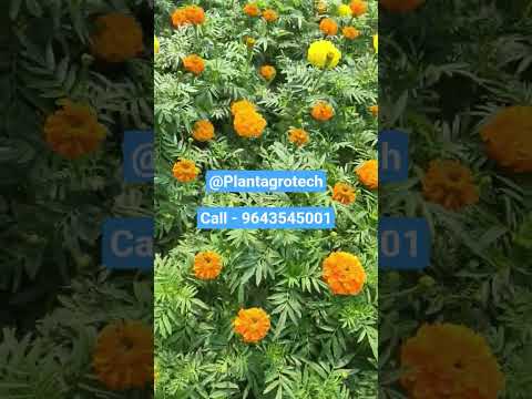 All Plants Available #garden #plantproducts #gardening #plants #flowers #flowergarden