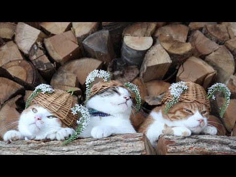 猫の動画サムネイル - 岡虎ノ尾 のせ猫　250807