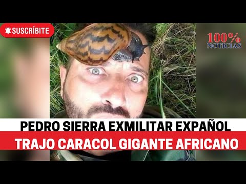 Pedro Sierra es el ex militar español responsable de ingresar caracol gigante africano a Nicaragua