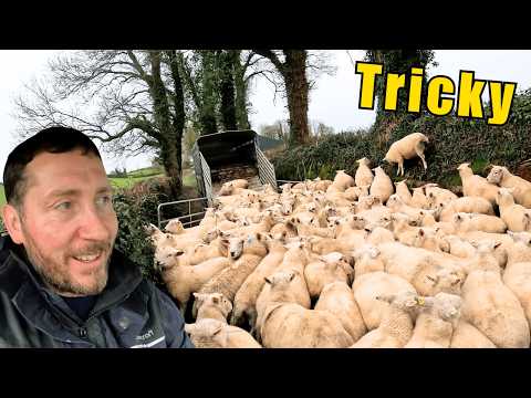 Schoolboy Errors, Storms & The Show Goes On!