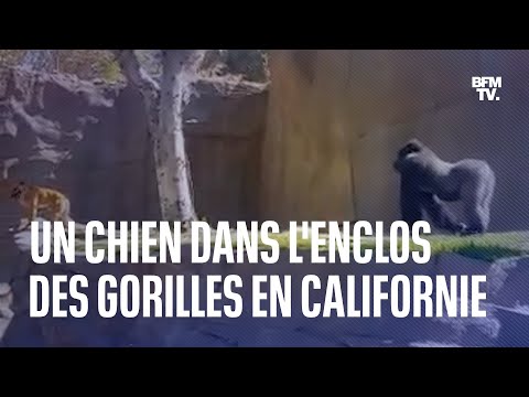 Un chien s'introduit dans l'enclos des gorilles dans un zoo en Californie