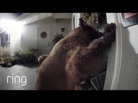 For a Bear, Anything Can be a Toy | RingTV