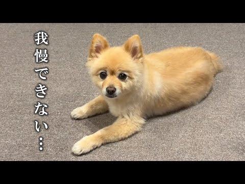 最近のポメくんの様子について