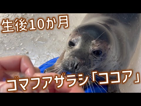 猫の動画サムネイル - もうすぐ１歳 ゴマフアザラシ「ココア」