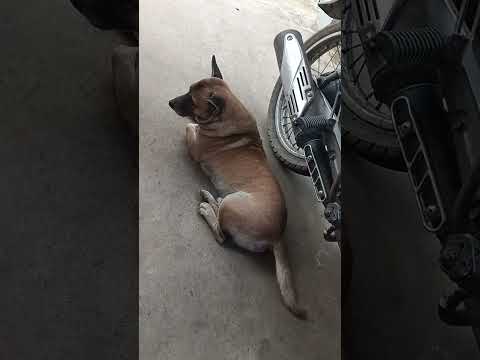 🌺Anh hai lùn dễ thương lắm cô chú anh chị,chờ đi ruộng không ai đi hết bị buồn 🌺