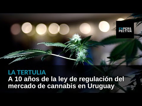 La ley de regulación del mercado de cannabis en Uruguay cumplió 10 años
