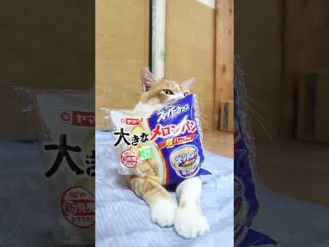 猫の動画サムネイル - 大きなメロンパン　エッセルスーパーカップ超バニラ風味　250725　#のせ猫　 #cat #ねこ #ネコ　 #猫のいる暮らし　 #cute　 #猫のいる生活　 #kitten　 #cutecat