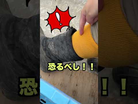 【もちはだ】キャベツ農家に素敵な贈り物が！家庭菜園にも使える強い味方！ #農業#もちはだ#キャベツ