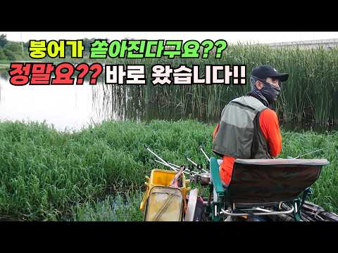 바로 내려 왔습니다 논산천 부들밭 <strong>붕어낚시</strong>