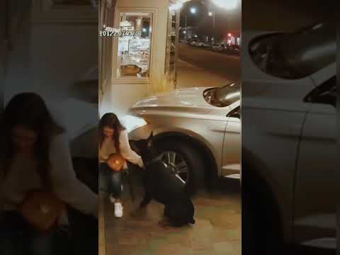 Real security footage: Dog saves owner seconds before car crash